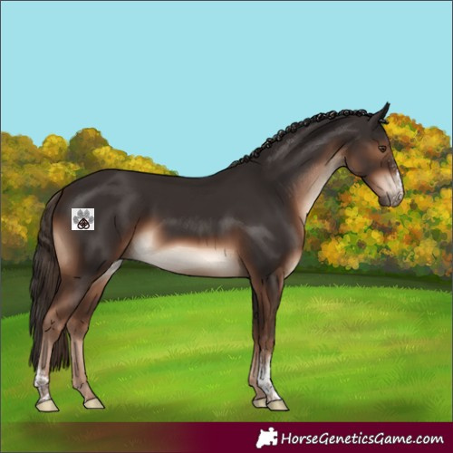 Horse Color:Liver Chestnut Sabino 