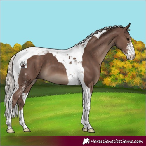 Horse Color:Silver Black Sabino Tobiano 