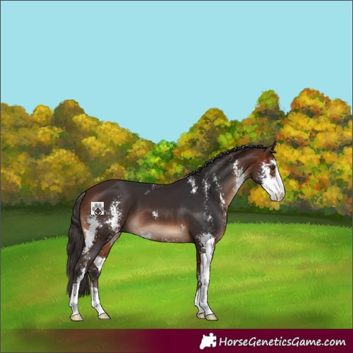 Horse Color:Bay Sabino 