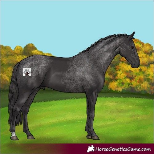 Horse Color:Smoky Black