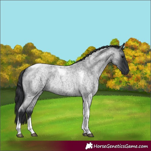 Horse Color:Blue Roan Tobiano 