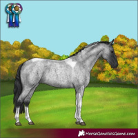 Horse Color:Blue Roan Tobiano