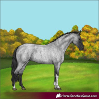 Horse Color:Blue Roan Tobiano 