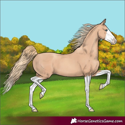 Horse Color:Gold Champagne Splash