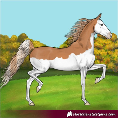 Horse Color:Chestnut Splash