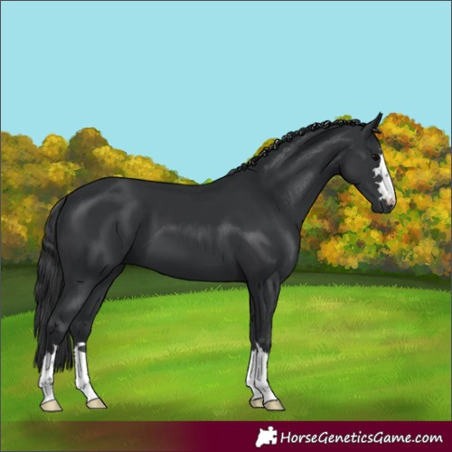 Horse Color:Black 
