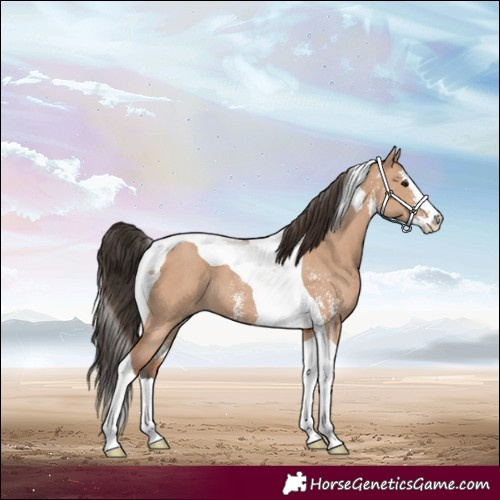 Horse Color:Bay Dun Sabino Splash Tobiano 