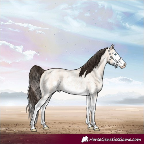 Horse Color:Bay Roan Dun Sabino Splash