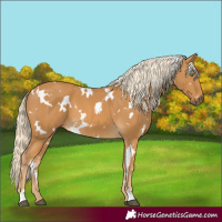 Horse Color:White Spotted Palomino 