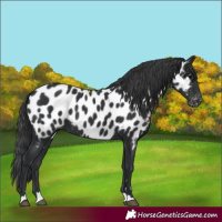 Horse Color:Black Near Leopard 