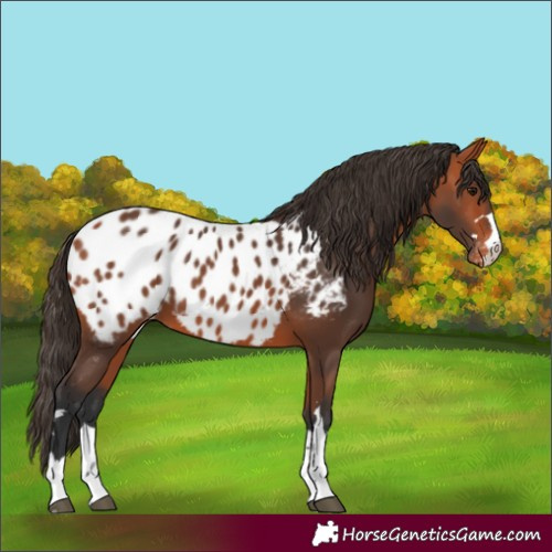Horse Color:Bay Near Leopard 