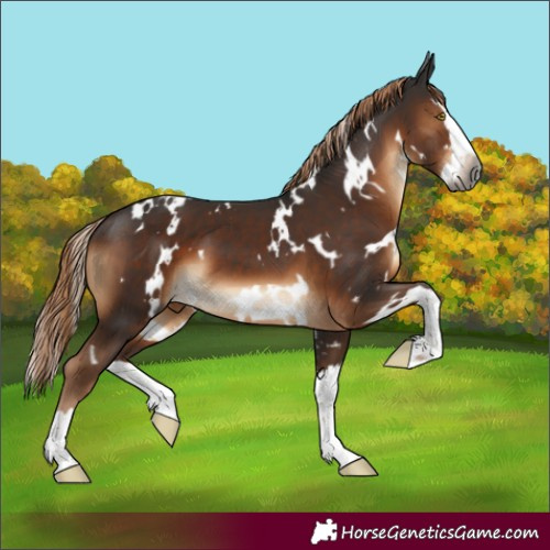 Horse Color:Gray White Spotted Liver Chestnut Splash