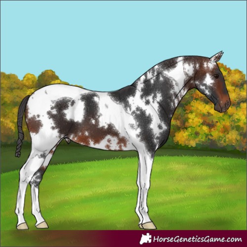 Horse Color:White Spotted Brown Tobiano