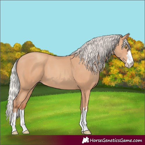 Horse Color:Silver Amber Champagne