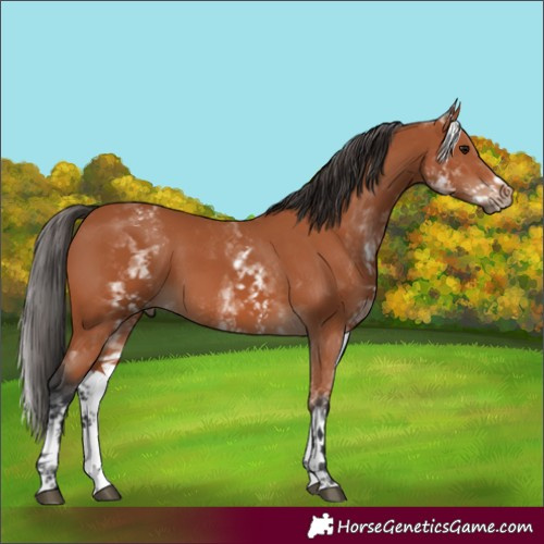 Horse Color:White Spotted Bay