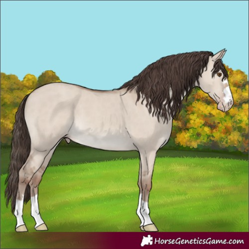Horse Color:Classic Champagne Dun 
