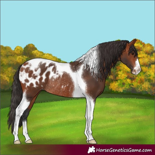 Horse Color:Bay Tobiano Appaloosa Rabicano