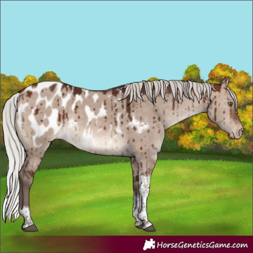 Horse Color:Silver Brown Dun Mushroom Sabino Tobiano Appaloosa Brindle
