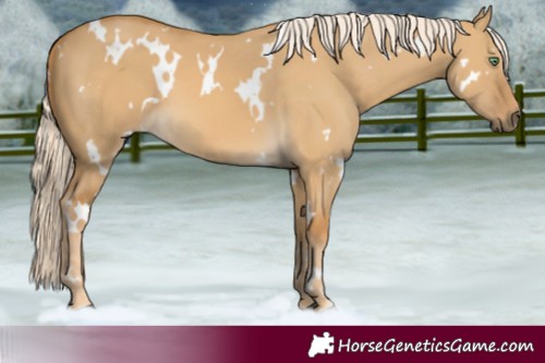 Horse Color:White Spotted Palomino Dun
