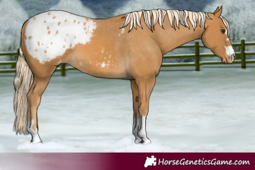 Horse Color:Palomino Blanket