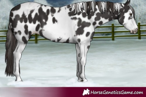 Horse Color:Liver Chestnut Tobiano Frame Leopard