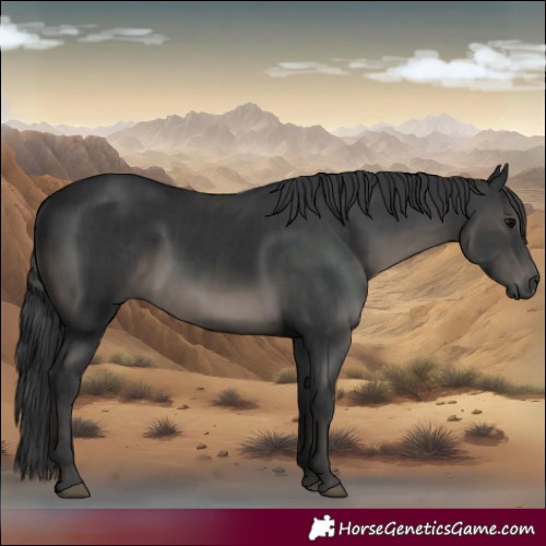 Horse Color:Black  and Black 