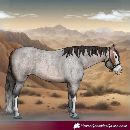 Horse Color:Bay Roan Splash