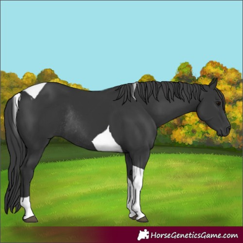 Horse Color:Black Tobiano Rabicano 