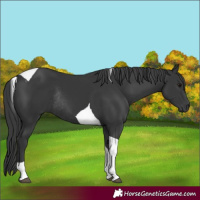 Horse Color:Black Tobiano Rabicano