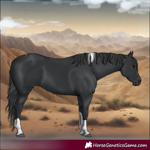 Horse Color:Black Tobiano Rabicano