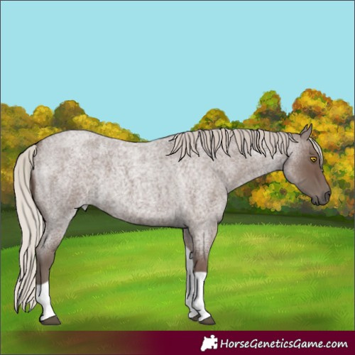 Horse Color:Silver Blue Roan Tobiano