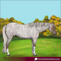 Horse Color:Silver Blue Roan Tobiano 