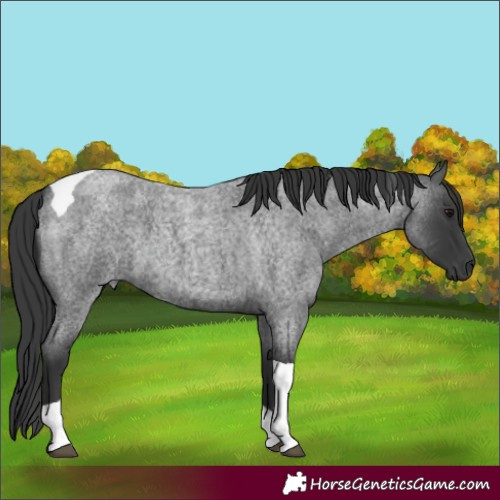 Horse Color:Blue Roan Tobiano