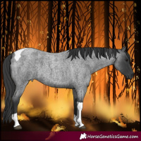 Horse Color:Blue Roan Tobiano 