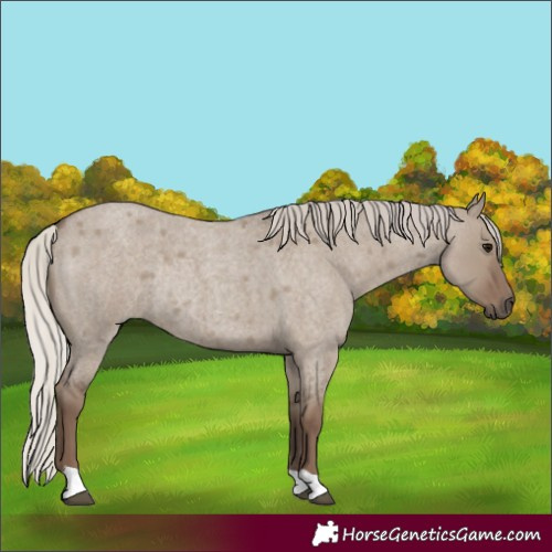 Horse Color:Silver Grullo Roan Rabicano 