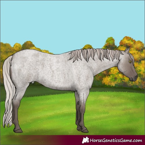 Horse Color:Silver Grullo Roan Rabicano 