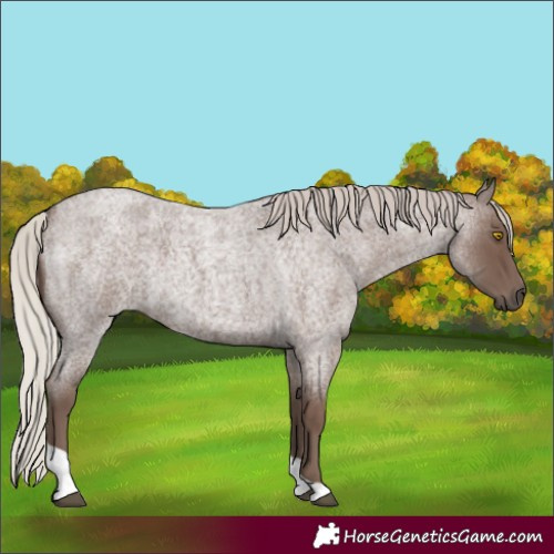 Horse Color:Silver Blue Roan Tobiano 