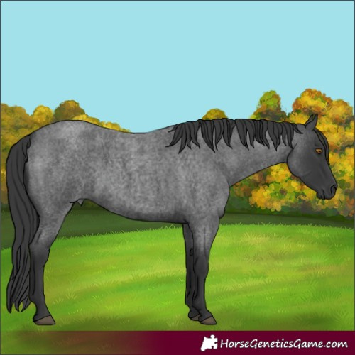 Horse Color:Blue Roan 