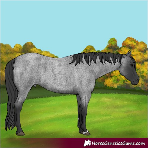 Horse Color:Blue Roan