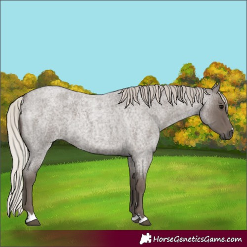 Horse Color:Silver Blue Roan