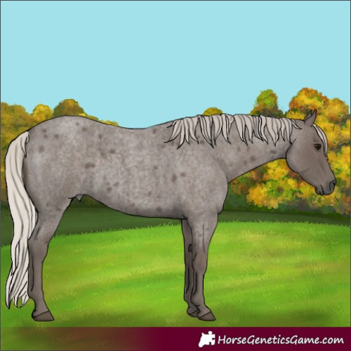 Horse Color:Silver Blue Roan 