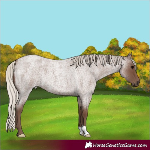 Horse Color:Silver Blue Roan