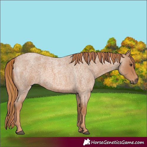 Horse Color:Red Roan