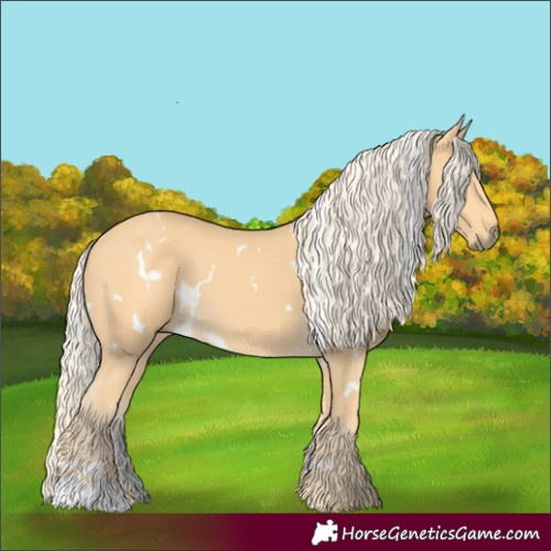 Horse Color:White Spotted Palomino