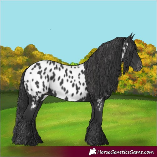 Horse Color:Black Appaloosa 