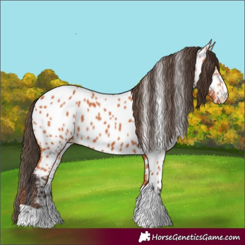 Horse Color:Bay Appaloosa 