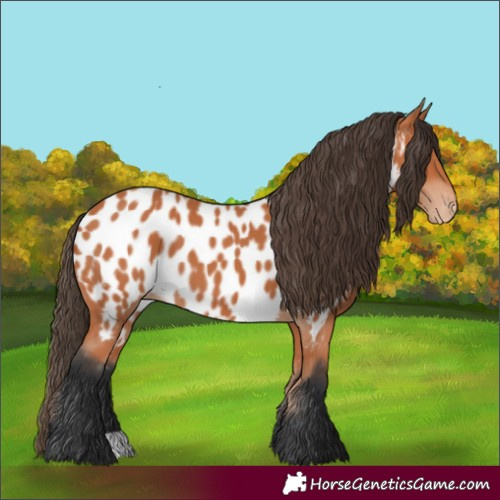 Horse Color:Bay Appaloosa 