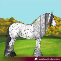 Horse Color:Black Appaloosa 