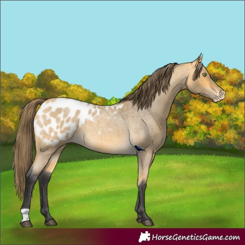 Horse Color:Buckskin Roan Appaloosa