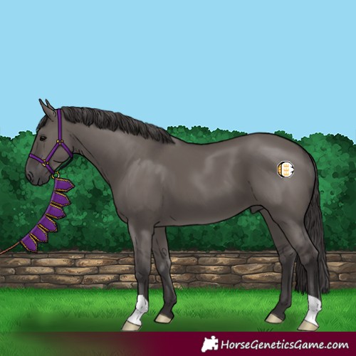 Horse Color:Smoky Grullo